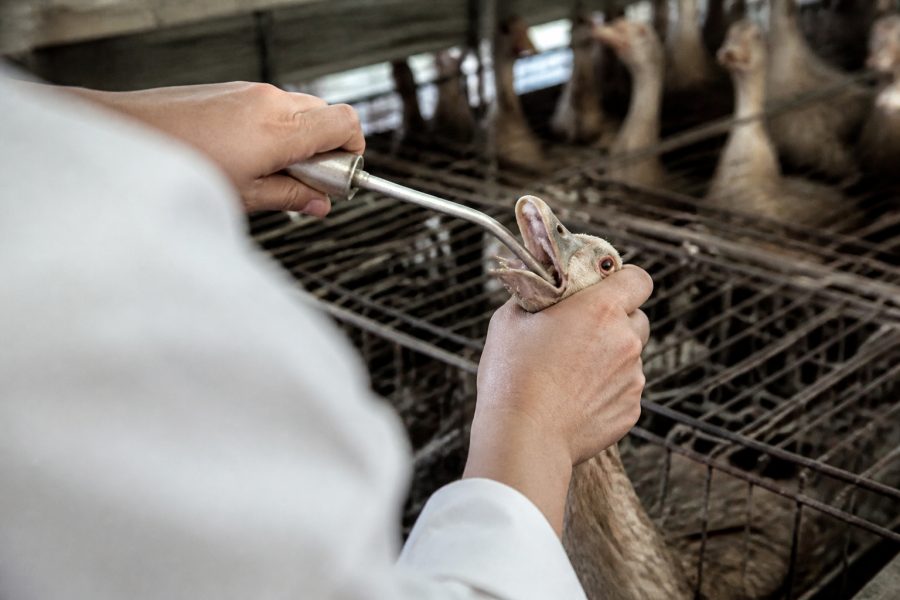 Sanciona lei que proíbe produção e comercialização de fois gras